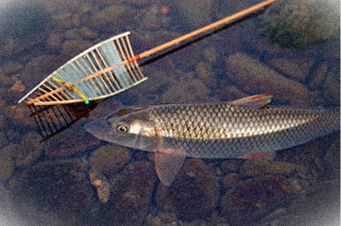 Technique de pêche Gyeonji